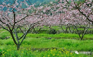 海妈家是春色满园家吗