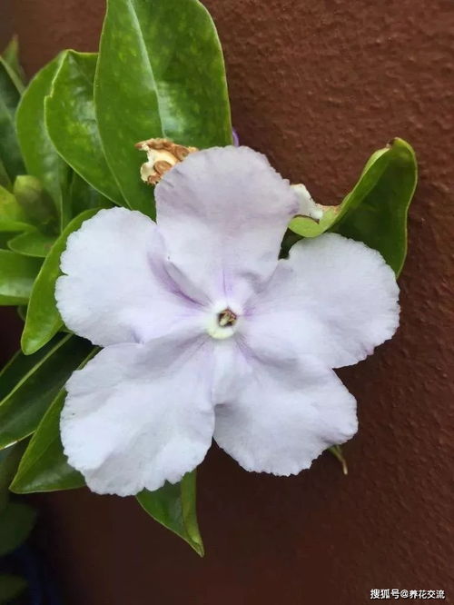 最耐阴常绿的灌木有哪些