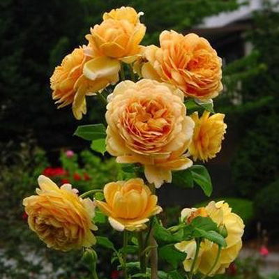 黄金庆典月季花