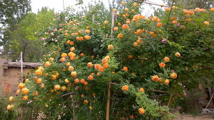 夏洛特夫人只长叶不开花