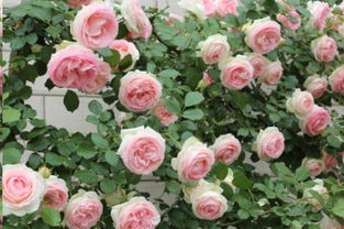 浓香灌木月季品种有哪些