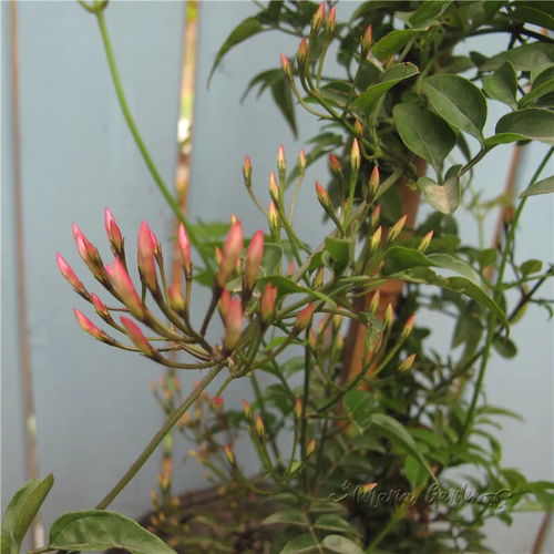 耐阴的爬藤植物有哪些