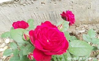 红色达芬奇月季与红苹果月季哪个好