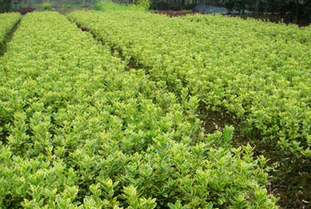 乔木和灌木有什么区别