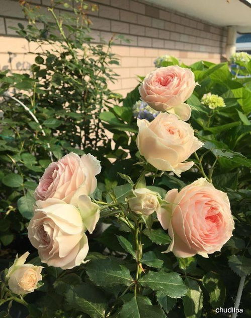 门廊绒球地栽表现