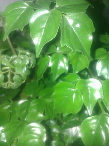 最耐阴的十大漂亮植物