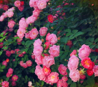 为什么家里不能养蔷薇