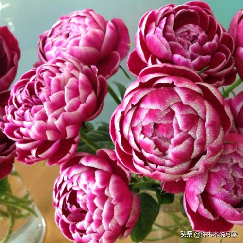 最抗病的微型月季