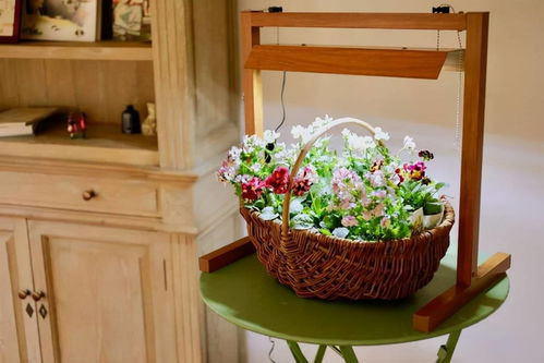 室内最好养10种花