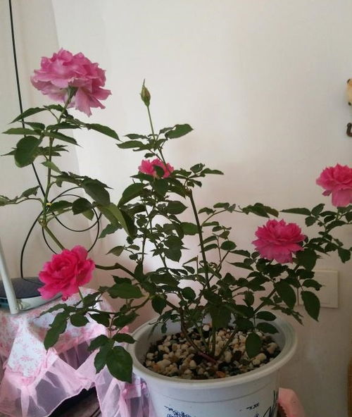 天方夜谭月季勤花吗