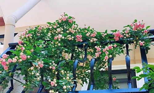 适合垂吊的藤本月季