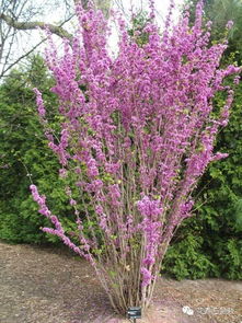 北方庭院种植10种常见花卉