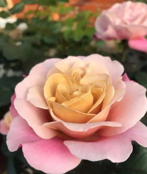 遥远的鼓声月季值得入手吗