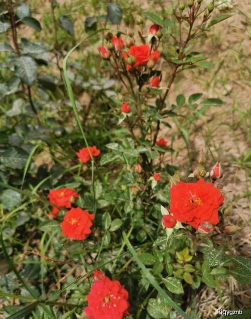 月季花这种 药罐子 花特容易感染病虫害,有什么好技巧清除