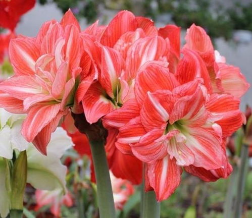 最旺人的三种花