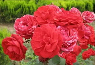 月季最怕三种肥料