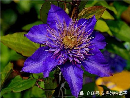 最美铁线莲十大品种