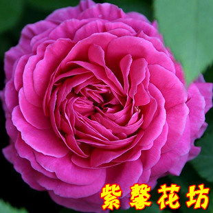 20种必买月季品种