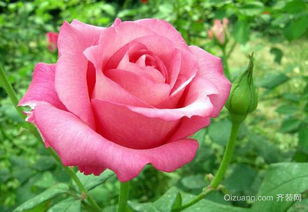 灌木月季和藤本月季哪个好