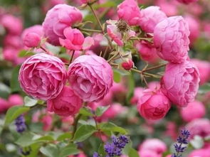 艾拉绒球月季一年长多大