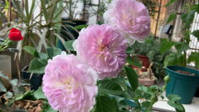 蓝月石月季广东