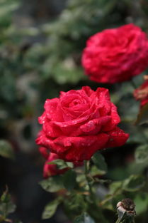 花径超过15厘米的月季花品种