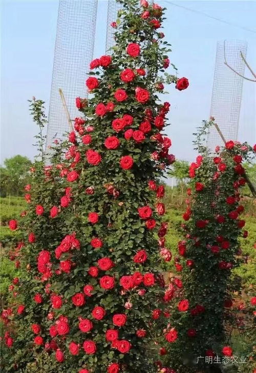 抗病性强的藤本月季