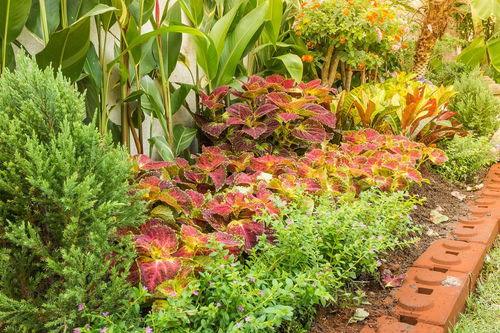 什么是灌木,乔木,草本