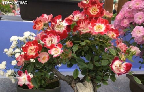 好养的微型月季品种