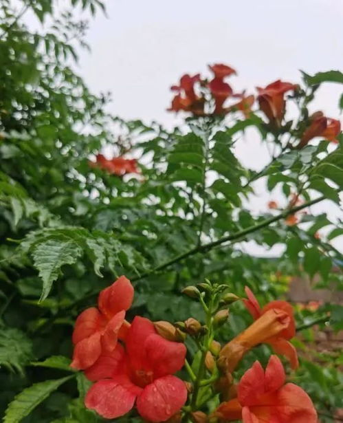 北方院子,适合种什么花 凌霄,紫藤都可以,耐低温花期长