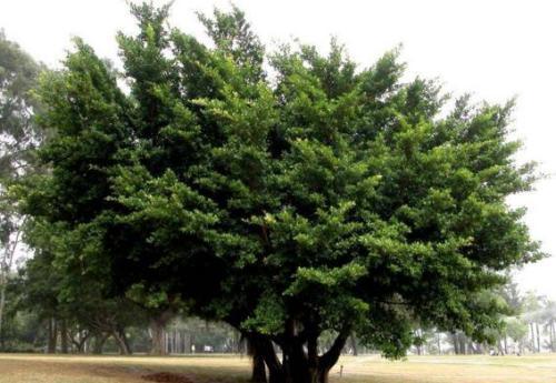 乔木灌木草本的分布规律