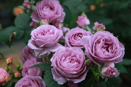 十大最香月季排名