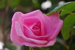 粉色达芬奇月季花的优缺点