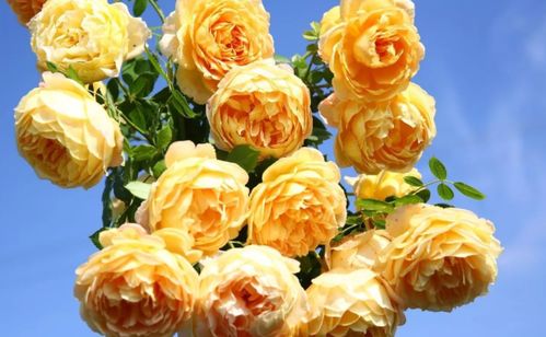 黄金庆典月季值得养吗