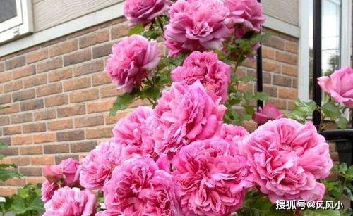 适合院子地栽的月季