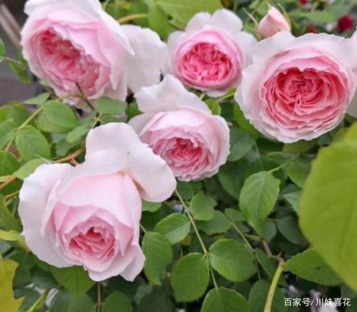 皮实好养的月季品种