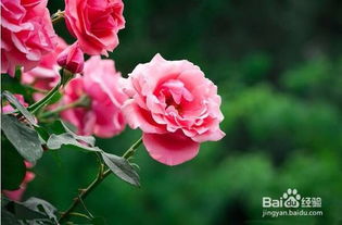 安吉拉月季怎么养