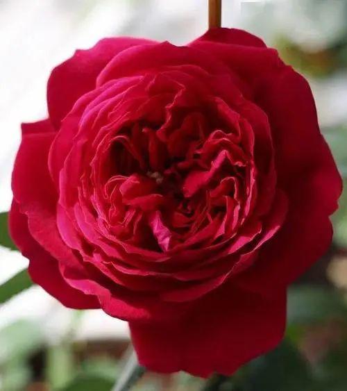 藤本樱霞与安吉拉