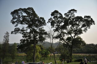 最耐阴的十大室外树