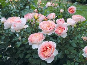 安吉拉月季病虫害多吗