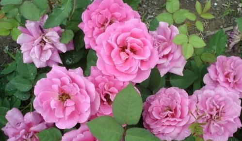 月季长太高了怎么修剪