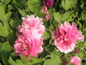 耐高温的牡丹品种