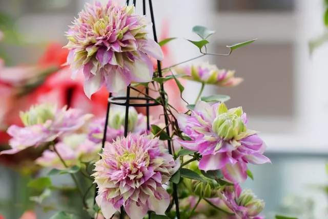 最值得入手的铁线莲品种