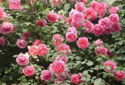 夏洛特夫人耐寒吗