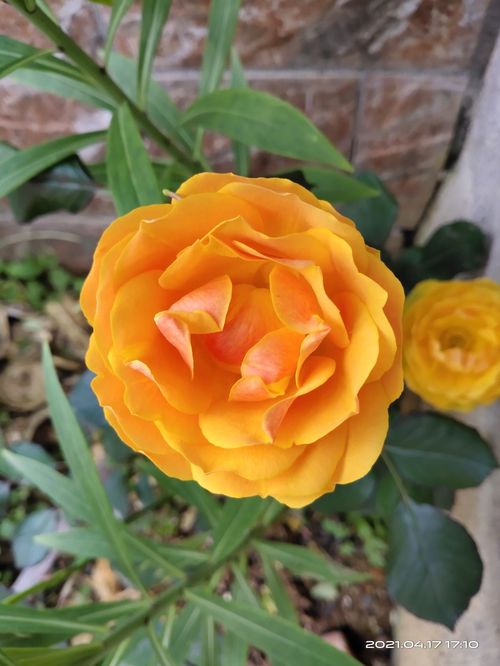 黄金庆典和玛格丽特王妃的区别