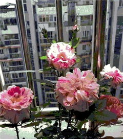 月季花光长枝条不开花啥原因