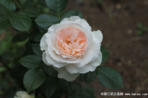 金色珊瑚心月季