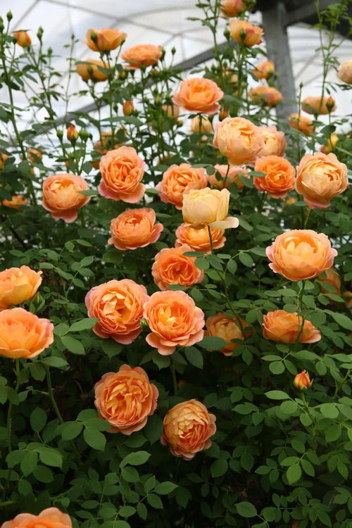 月季夏洛特夫人耐晒吗