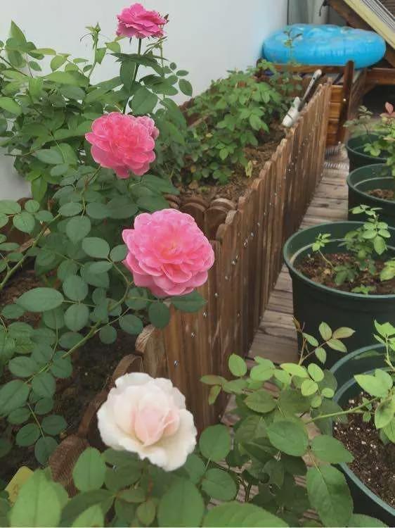 藤本月季种一米深的花箱