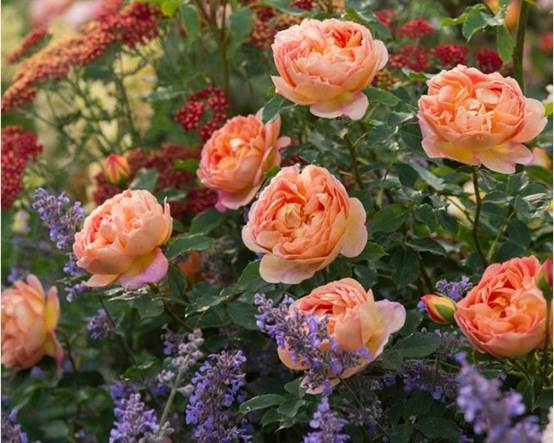 耐雨淋的爬藤月季品种